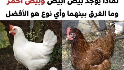 هذا هو الفرق بين البيض الأبيض والبيض البني وما هو النوع الأفضل لصحتنا