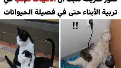 10 صور طريفة تثبت أن أمهات الحيوانات أيضاً تعانين في تربية الصغار