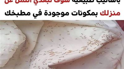 5 أساليب فعّالة لإبقاء النمل بعيداً عن منزلك بدون استخدام المبيدات الحشرية