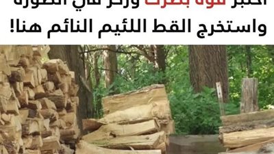 +10 صور تحتوي على حيوانات مختفية والتي تحتاج إلى حشد تركيزك الكامل لإيجادها